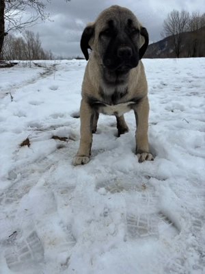 căței kangal malakli cu pedigree FCI  - imagine 2