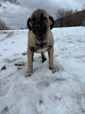 căței kangal malakli cu pedigree FCI  - imagine 4