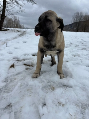 căței kangal malakli cu pedigree FCI  - imagine 3