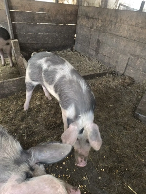 vand porc  - imagine 4