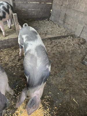 vand porc  - imagine 3