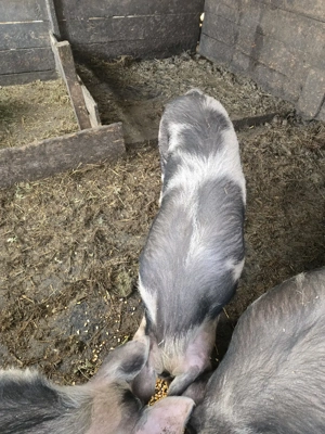 vand porc  - imagine 5