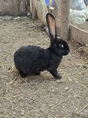 vand iepuri  - imagine 5