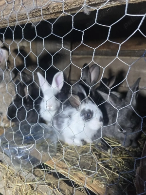 vand iepuri  - imagine 2