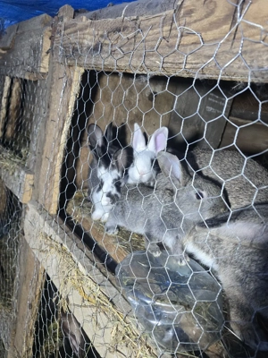 vand iepuri  - imagine 4