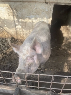 scroafa de vanzare  - imagine 2