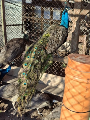 Vînd păuni tineret și maturi - imagine 2