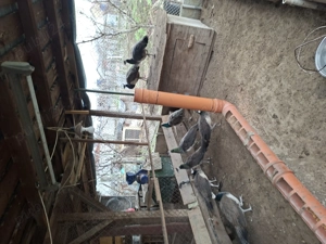 Vînd păuni tineret și maturi - imagine 5