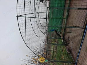 Vînd păuni tineret și maturi - imagine 4