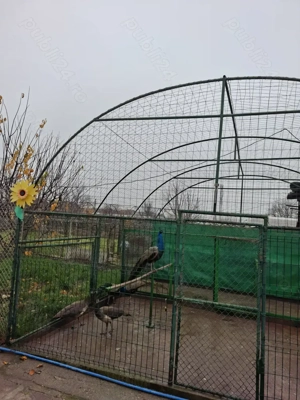 Vînd păuni maturi și tineret standard  - imagine 2