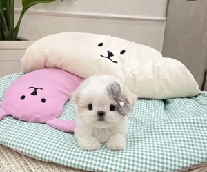 Bichon Maltez Mini Toy 