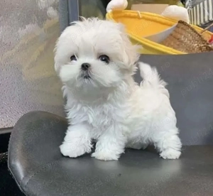 Bichon Maltez Mini Toy 