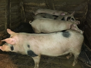 Vand purcei soldați din toamna - imagine 2