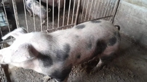 Vand porc  - imagine 2