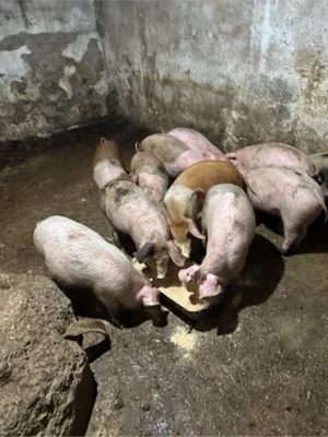 purcei de 35 kg - imagine 4