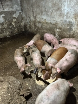 purcei de 35 kg - imagine 2