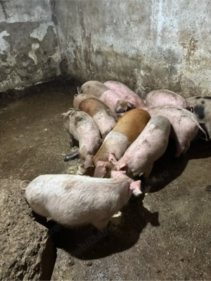 purcei de 35 kg - imagine 3