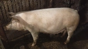 Vind scroafa sau schimb cu capre  - imagine 2