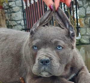 Cane corso