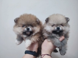 Pomeranieni puiuti - imagine 2