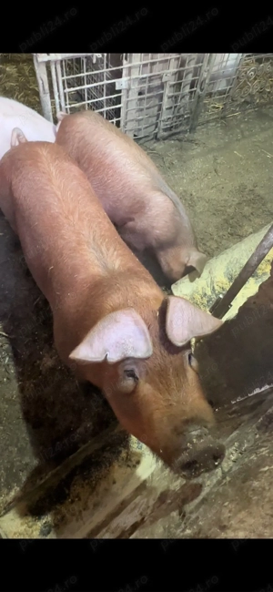 disponibile 2 scrofite duroc pur 