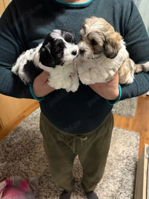 De vânzare bisoni havanezi 2fetite 