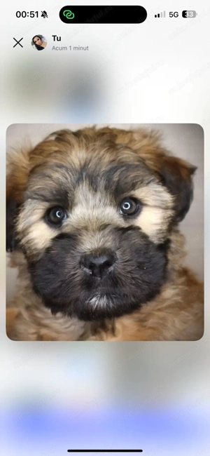 Bichon   fetițe și baietei - imagine 6