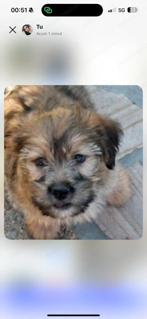 Bichon   fetițe și baietei - imagine 7