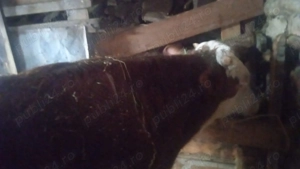 Vând vițel  - imagine 2