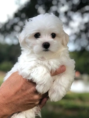 bichon maltez mini toy alb  - imagine 2