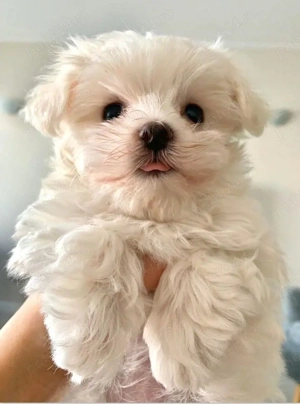 bichon maltez mini toy alb  - imagine 3