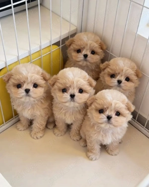 pui maltipoo poodle mini toy 