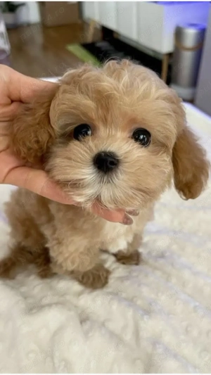 maltipoo poodle mini toy apricot deschis  - imagine 4