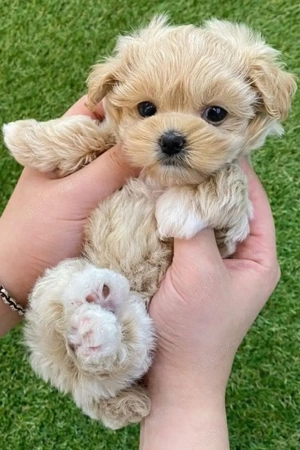 maltipoo poodle mini toy apricot deschis  - imagine 5