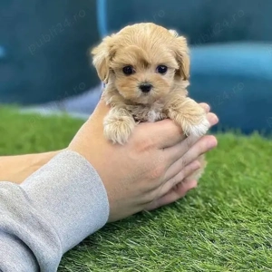 maltipoo poodle mini toy apricot deschis  - imagine 2