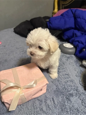 vand pui bichon maltez - imagine 4