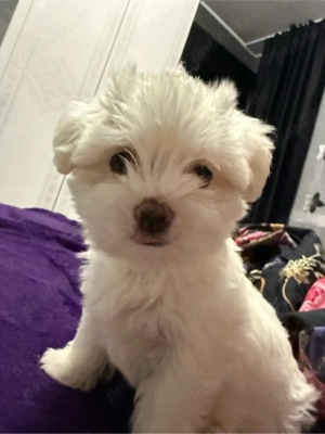 vand pui bichon maltez - imagine 2