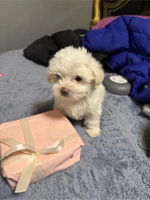vand pui bichon maltez - imagine 3
