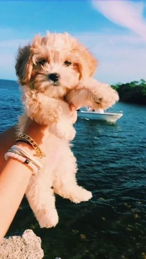 maltipoo poodle mini toy 