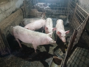 Burlinici de vânzare - imagine 2