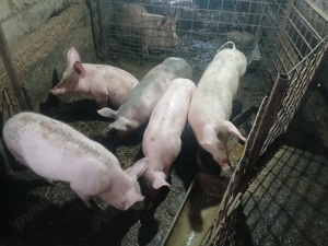 Burlinici de vânzare - imagine 4