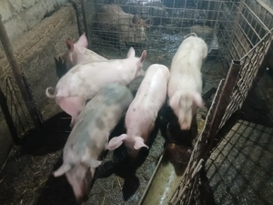 Burlinici de vânzare - imagine 3