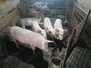 Burlinici de vânzare