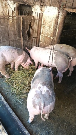 vând porci - imagine 3