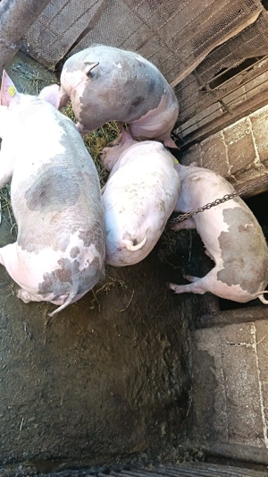 vând porci - imagine 2