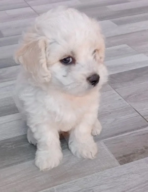 Vand bichon maltez talie mica 6 saptamani
