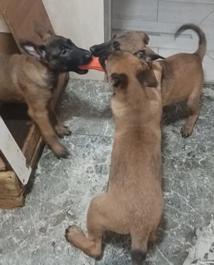 Puiuți Malinois Belgian 