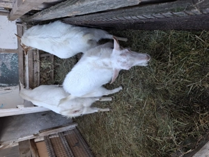 Capre si tap de vinzarw - imagine 5