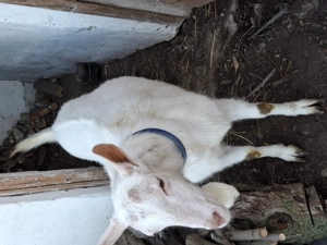 Capre si tap de vinzarw - imagine 4