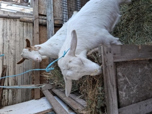 Capre si tap de vinzarw - imagine 2